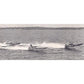 Class D Racer 15ft Custom Built Wooden Boat